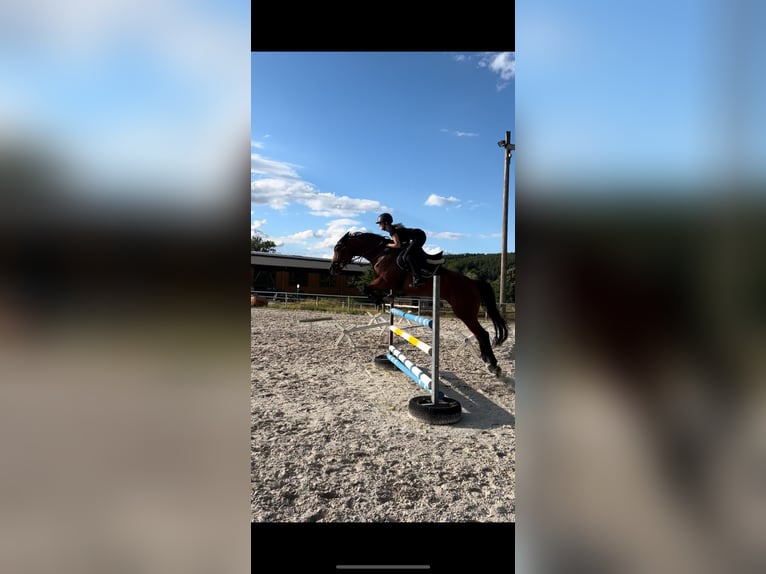 Caballo de Wurtemberg Yegua 16 años 167 cm Castaño in Bad Hersfeld