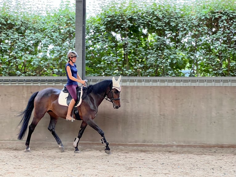 Caballo de Wurtemberg Yegua 16 años 168 cm Castaño oscuro in Erzhausen