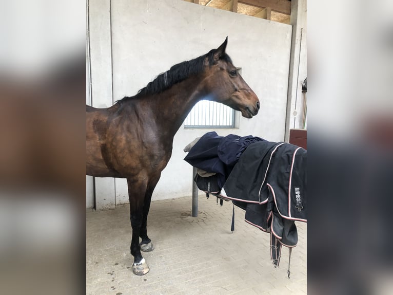 Caballo de Wurtemberg Yegua 16 años 170 cm Castaño in Drensteinfurt