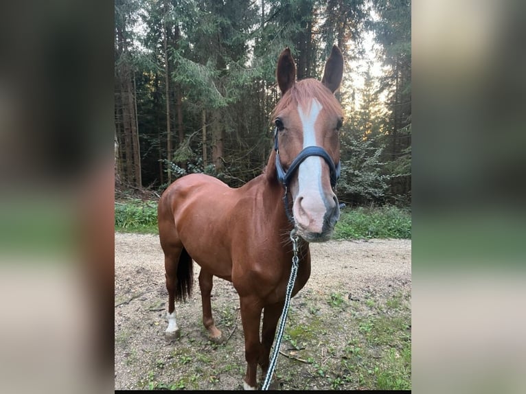 Caballo de Wurtemberg Yegua 16 años Alazán in Ellwangen (Jagst)