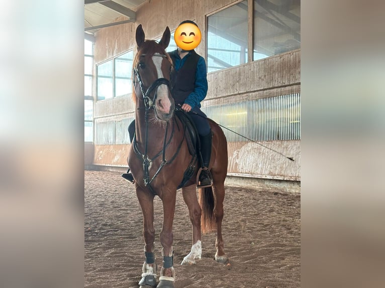 Caballo de Wurtemberg Yegua 16 años Alazán in Ellwangen (Jagst)