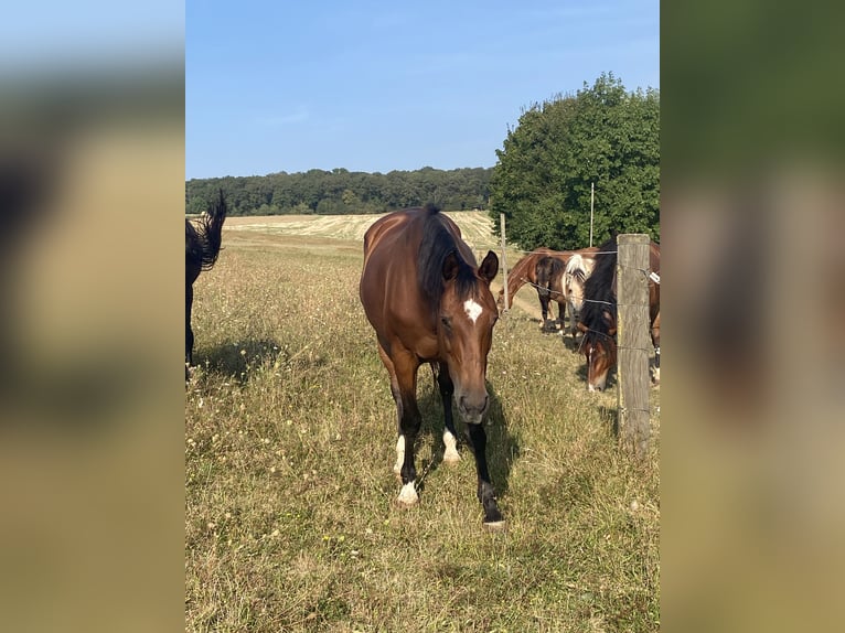 Caballo de Wurtemberg Yegua 17 años 163 cm Castaño in Dörzbach