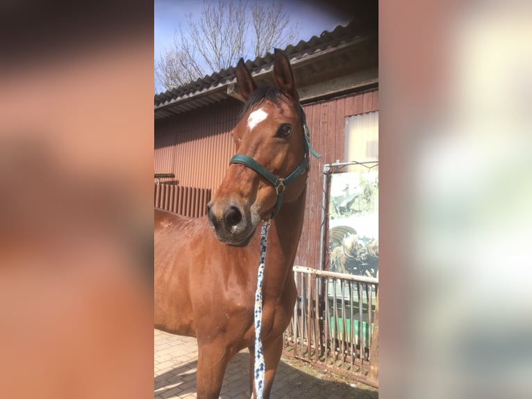 Caballo de Wurtemberg Yegua 17 años 163 cm Castaño in Dörzbach