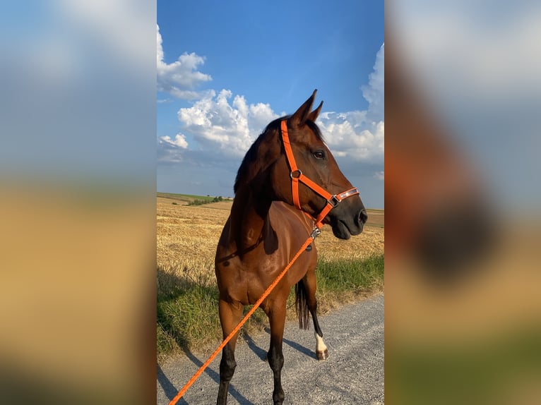 Caballo de Wurtemberg Yegua 17 años 163 cm Castaño in Dörzbach