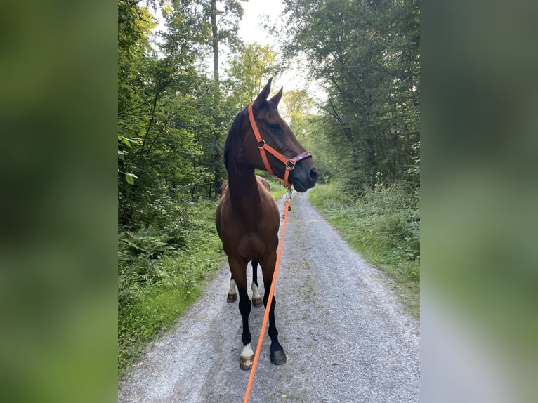 Caballo de Wurtemberg Yegua 17 años 163 cm Castaño in Dörzbach