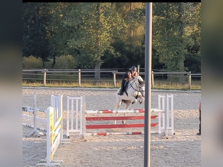 Caballo de Wurtemberg Yegua 17 años 163 cm Tordo in Bad Dürrheim