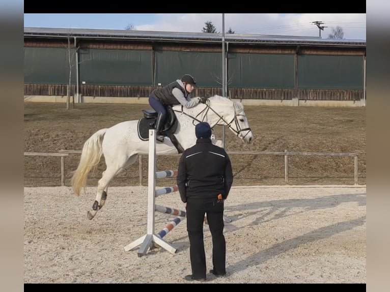 Caballo de Wurtemberg Yegua 17 años 163 cm Tordo in Bad Dürrheim