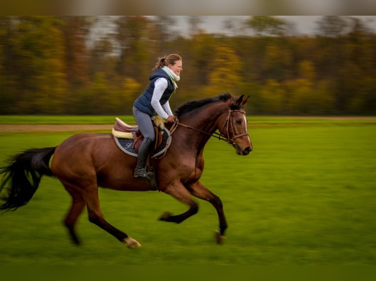 Caballo de Wurtemberg Yegua 17 años 165 cm Castaño in Friesenheim