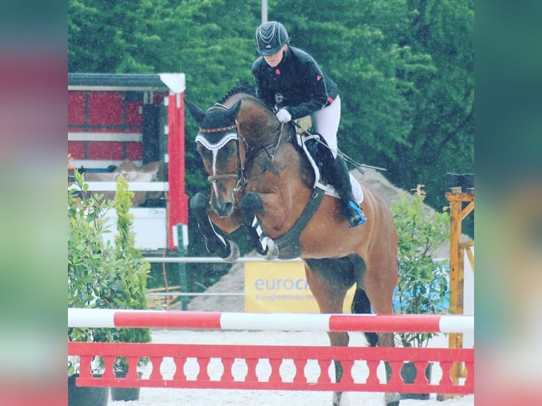 Caballo de Wurtemberg Yegua 17 años 165 cm Castaño in Friesenheim