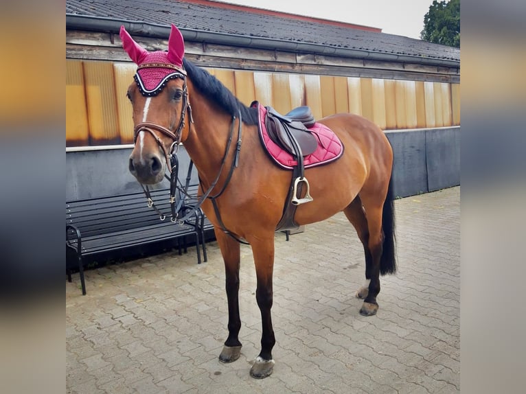 Caballo de Wurtemberg Yegua 17 años 165 cm Castaño in Friesenheim