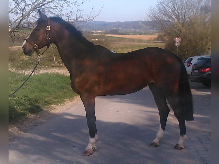 Caballo de Wurtemberg Yegua 17 años Castaño in Ilsfeld