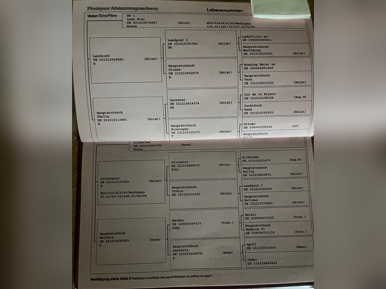 Caballo de Wurtemberg Yegua 18 años 167 cm Castaño in Wettenberg