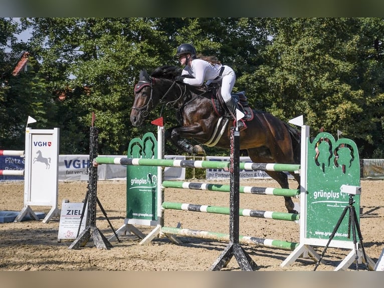 Caballo de Wurtemberg Yegua 18 años 168 cm Castaño oscuro in Freden (Leine)