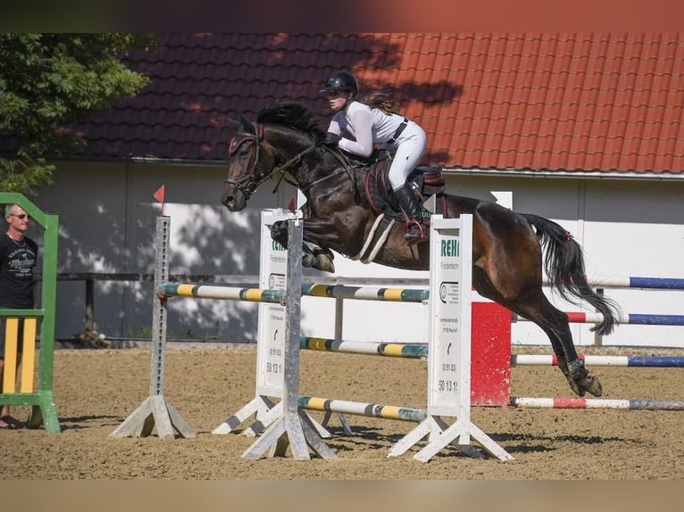 Caballo de Wurtemberg Yegua 18 años 168 cm Castaño oscuro in Freden (Leine)