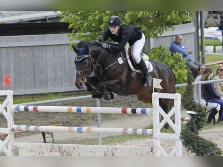 Caballo de Wurtemberg Yegua 18 años 168 cm Castaño oscuro in Freden (Leine)