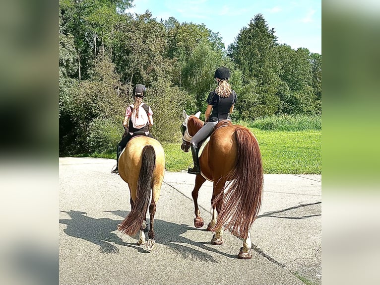 Caballo de Wurtemberg Yegua 18 años 174 cm Alazán in Tuntenhausen