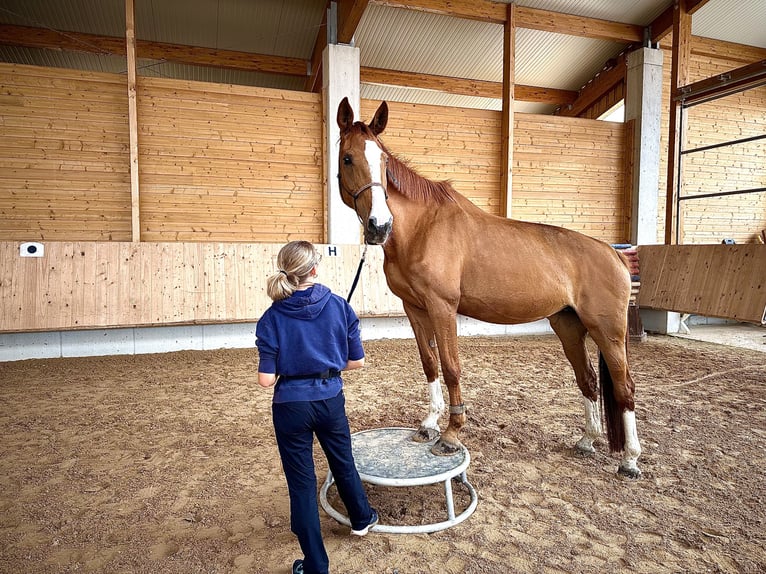 Caballo de Wurtemberg Yegua 18 años 174 cm Alazán in Tuntenhausen