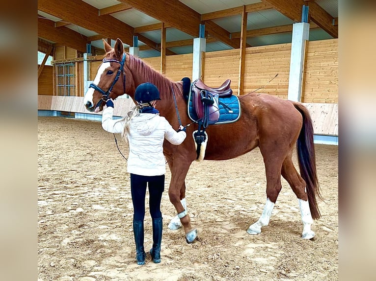 Caballo de Wurtemberg Yegua 18 años 174 cm Alazán in Tuntenhausen