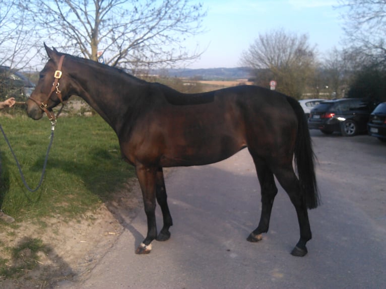 Caballo de Wurtemberg Yegua 18 años Morcillo in Ilsfeld