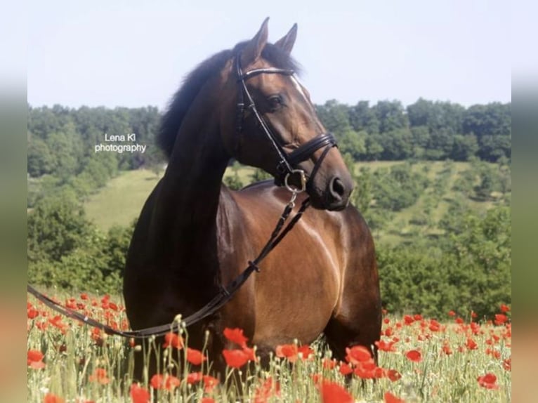 Caballo de Wurtemberg Yegua 19 años 168 cm Castaño oscuro in Dettenhausen