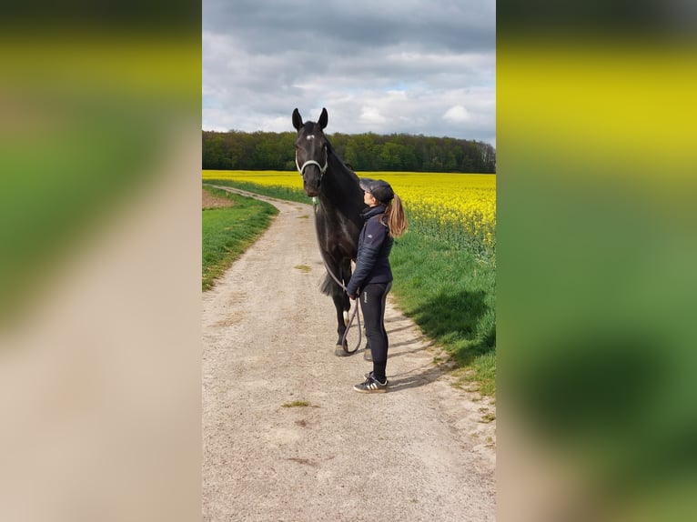 Caballo de Wurtemberg Yegua 19 años 173 cm Morcillo in Beselich