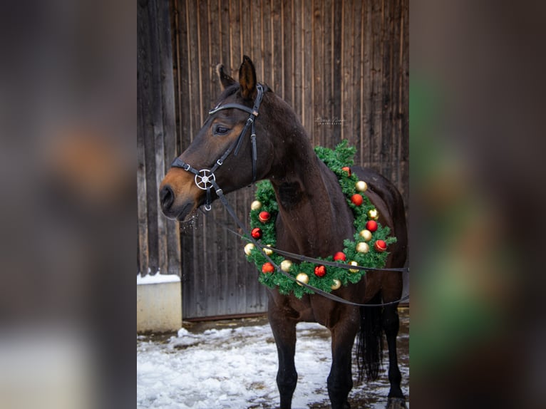 Caballo de Wurtemberg Yegua 20 años 165 cm Castaño oscuro in Essingen