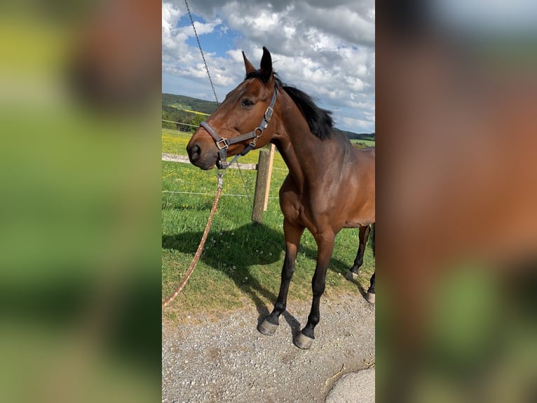 Caballo de Wurtemberg Yegua 21 años 165 cm Castaño in Wildberg