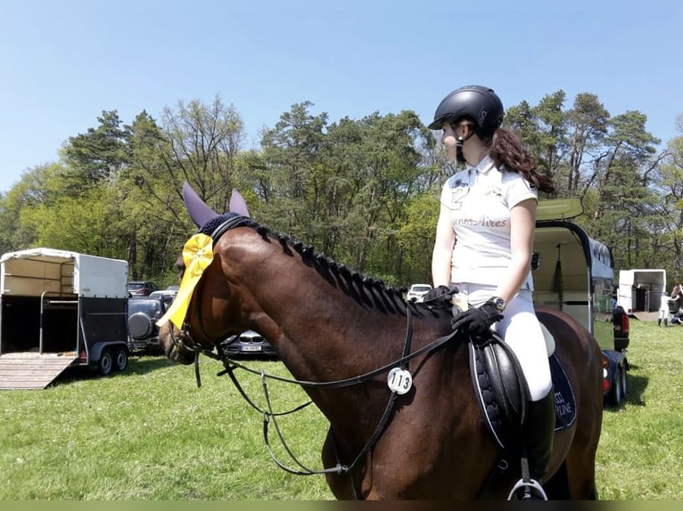 Caballo de Wurtemberg Yegua 21 años 165 cm Castaño in Wildberg