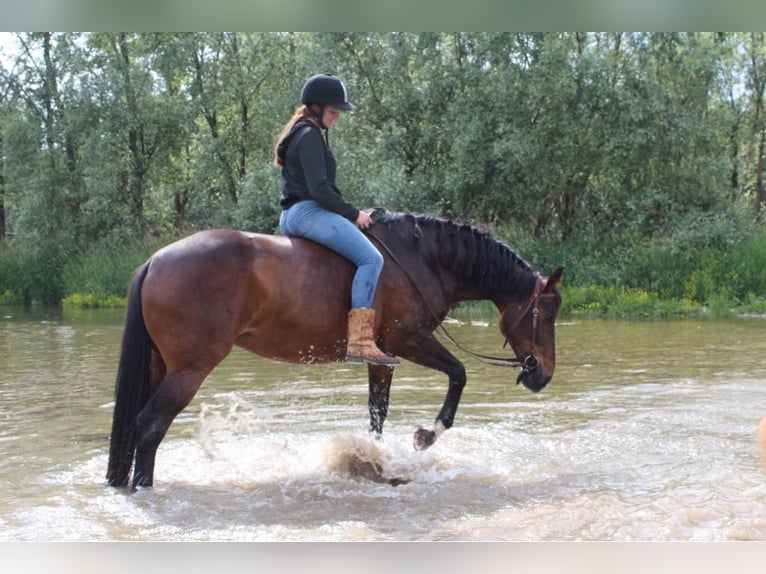 Caballo de Wurtemberg Mestizo Yegua 22 años 154 cm Castaño oscuro in Weisenheim am Sand
