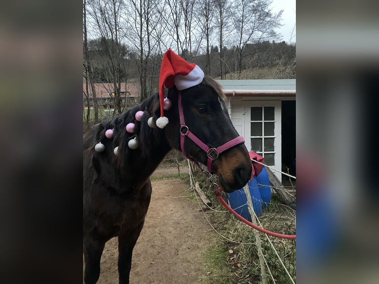 Caballo de Wurtemberg Mestizo Yegua 22 años 154 cm Castaño oscuro in Weisenheim am Sand