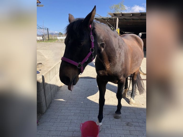 Caballo de Wurtemberg Mestizo Yegua 22 años 154 cm Castaño oscuro in Weisenheim am Sand