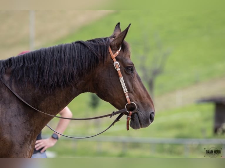 Caballo de Wurtemberg Mestizo Yegua 22 años 154 cm Castaño oscuro in Weisenheim am Sand