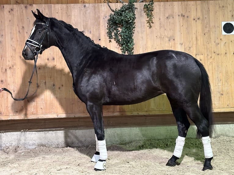 Caballo de Wurtemberg Yegua 2 años 162 cm Negro in Riedlingen