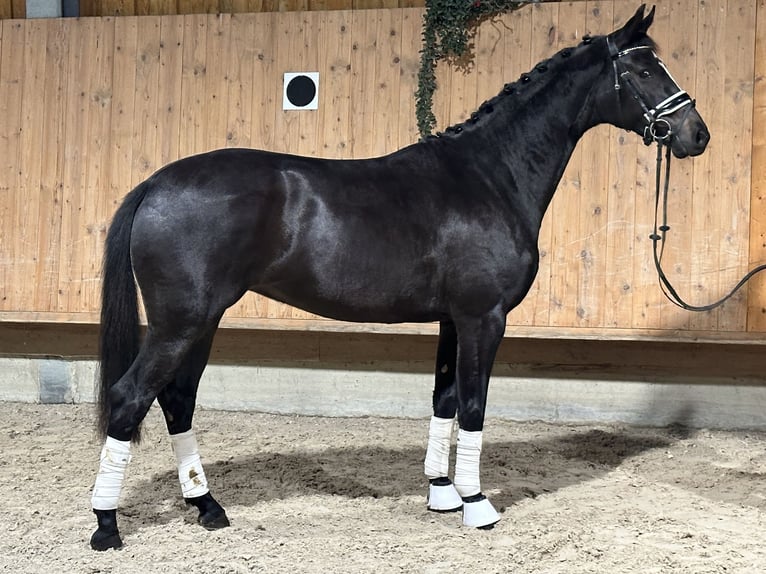 Caballo de Wurtemberg Yegua 2 años 162 cm Negro in Riedlingen