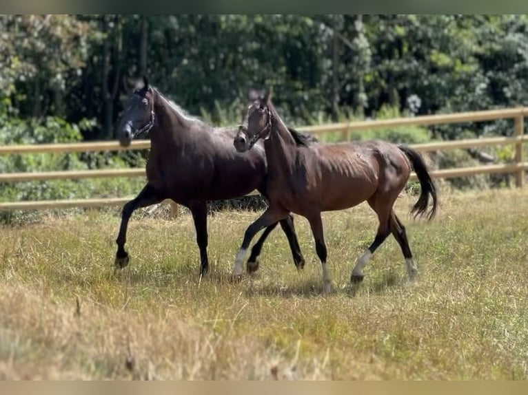 Caballo de Wurtemberg Yegua 3 años 160 cm Castaño in Wehringen