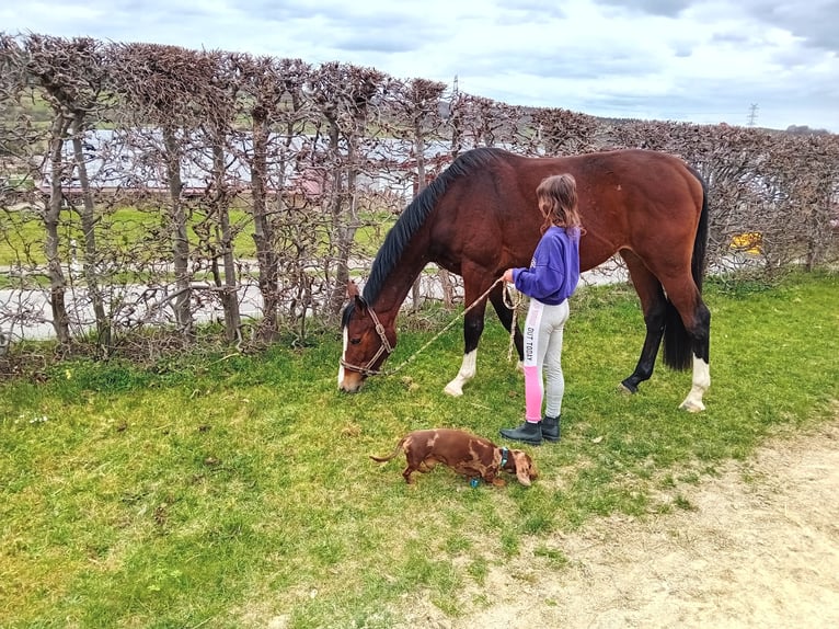 Caballo de Wurtemberg Yegua 3 años 164 cm Castaño in Gomadingen