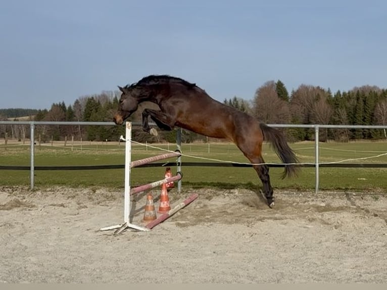 Caballo de Wurtemberg Yegua 3 años Castaño in Ravensburg