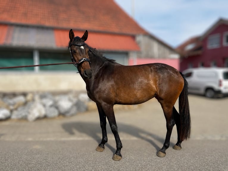 Caballo de Wurtemberg Yegua 3 años Castaño in WaldburgWaldburg