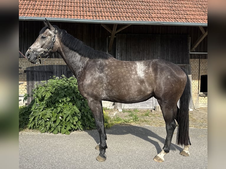 Caballo de Wurtemberg Yegua 3 años Tordo in Ravensburg