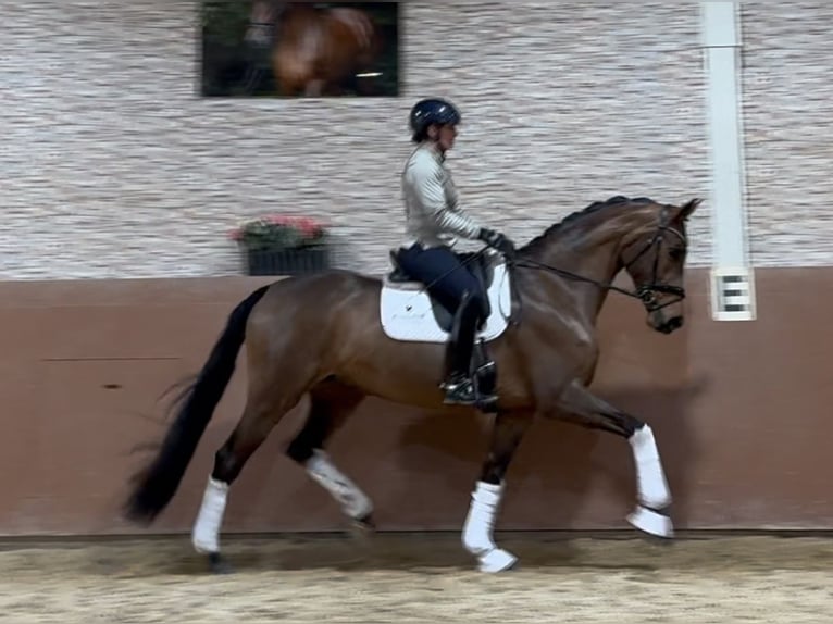 Caballo de Wurtemberg Yegua 5 años 168 cm Castaño in Wehringen