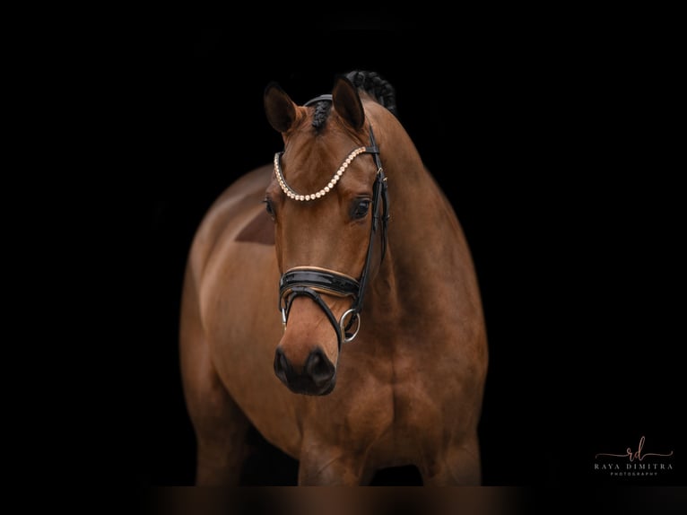 Caballo de Wurtemberg Yegua 5 años 168 cm Castaño in Wehringen