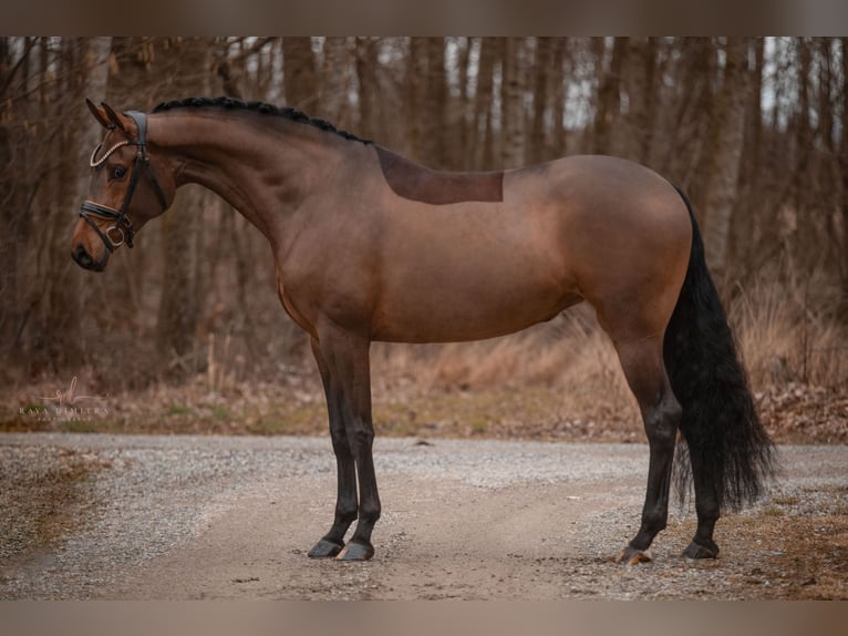 Caballo de Wurtemberg Yegua 5 años 168 cm Castaño in Wehringen