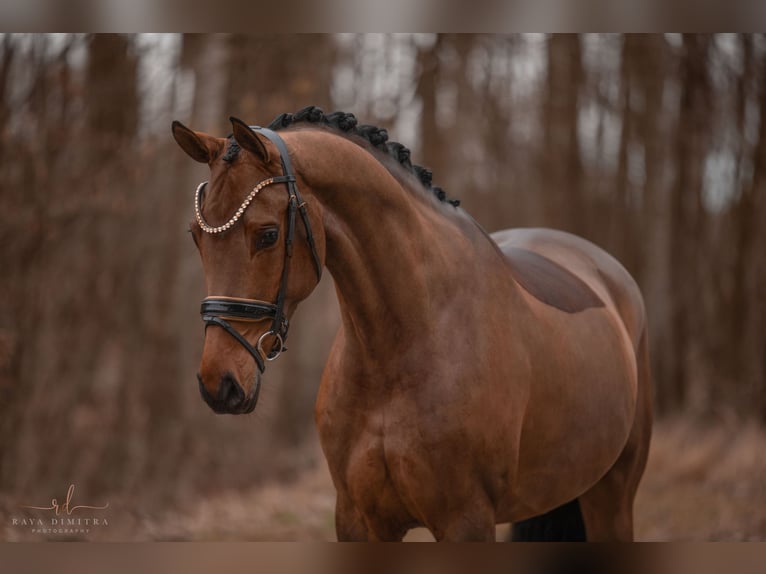 Caballo de Wurtemberg Yegua 5 años 168 cm Castaño in Wehringen