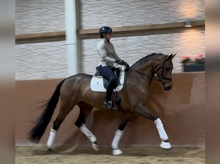 Caballo de Wurtemberg Yegua 5 años 168 cm Castaño in Wehringen