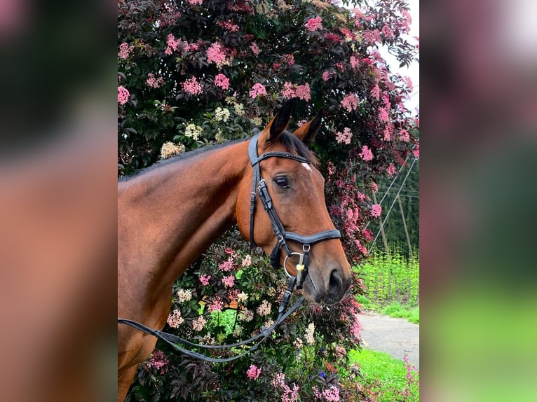 Caballo de Wurtemberg Yegua 6 años 162 cm Castaño in Ravensburg