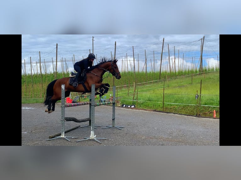 Caballo de Wurtemberg Yegua 6 años 162 cm Castaño in Ravensburg