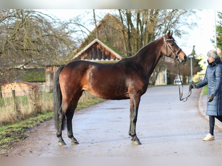 Caballo de Wurtemberg Yegua 6 años 163 cm Castaño oscuro in Crailsheim