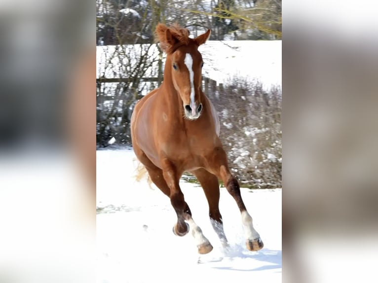 Caballo de Wurtemberg Yegua 6 años 165 cm Alazán in Lohr am Main