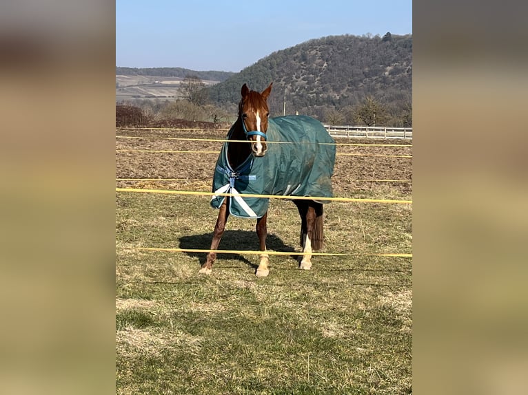 Caballo de Wurtemberg Yegua 6 años 165 cm Alazán in Lohr am Main