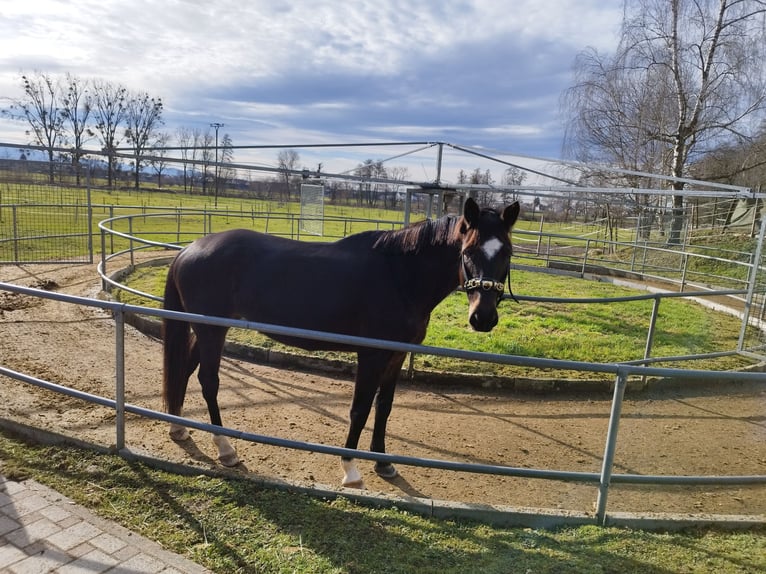 Caballo de Wurtemberg Yegua 6 años 168 cm Morcillo in Vörstetten